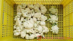 Машина для разделения цветной капусты и брокколи на соцветия